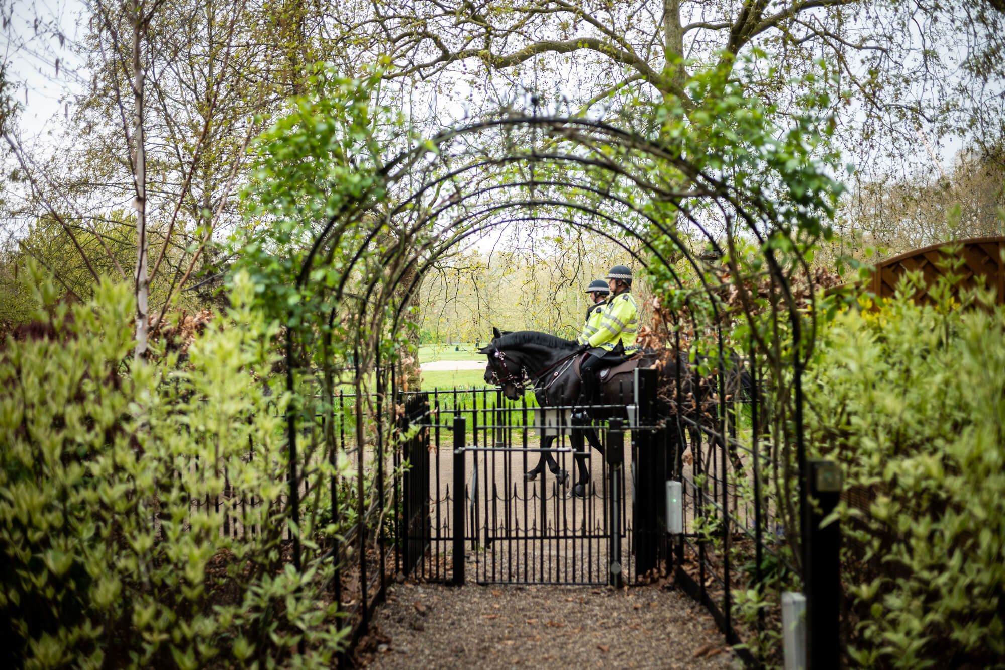 ROSL_garden_rose_arch1