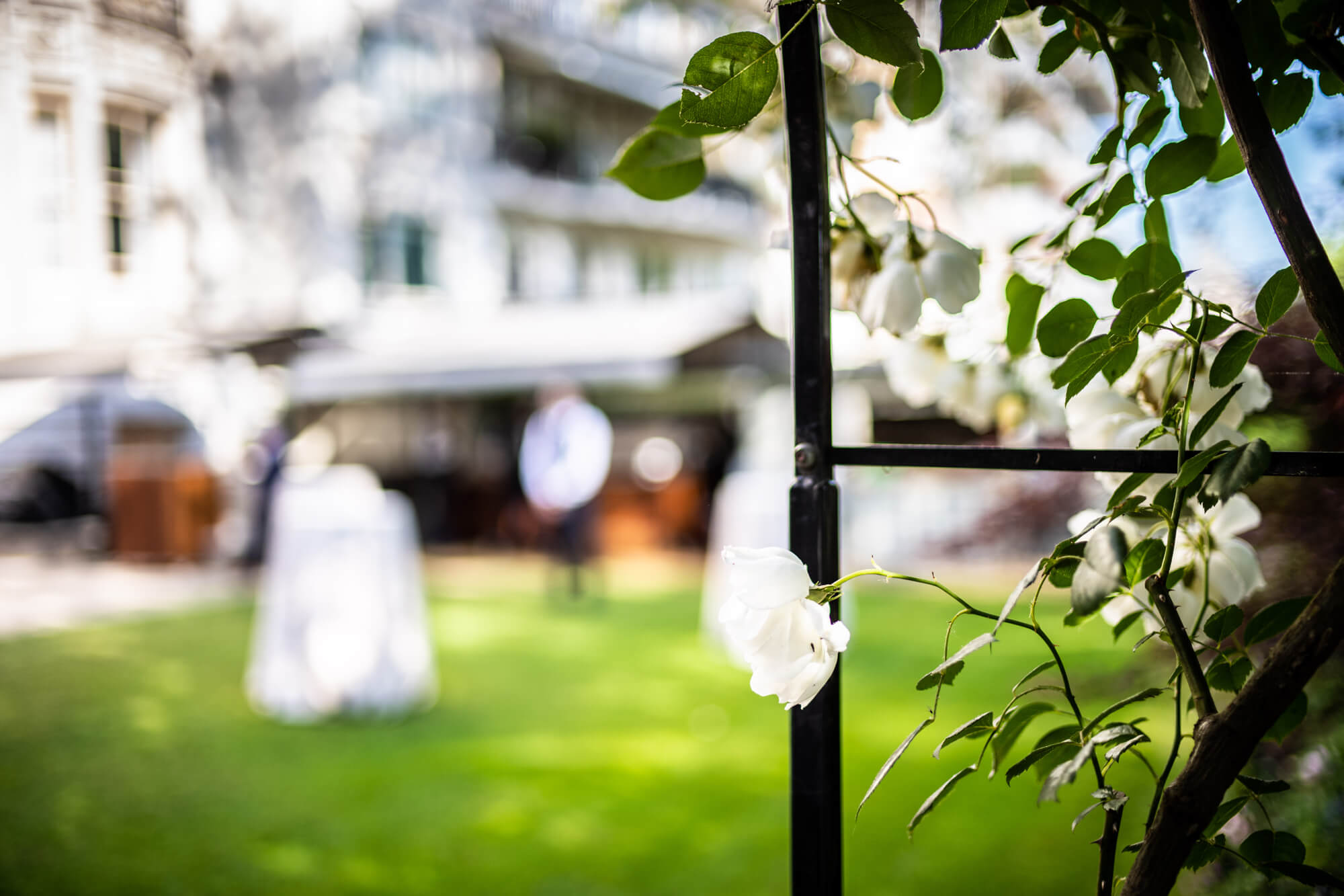 ROSL_garden_rose_arch5