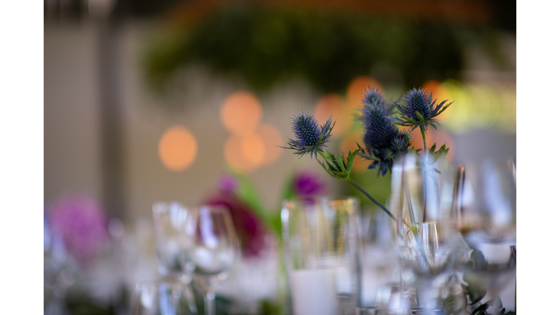 Burns Night Scottish flower