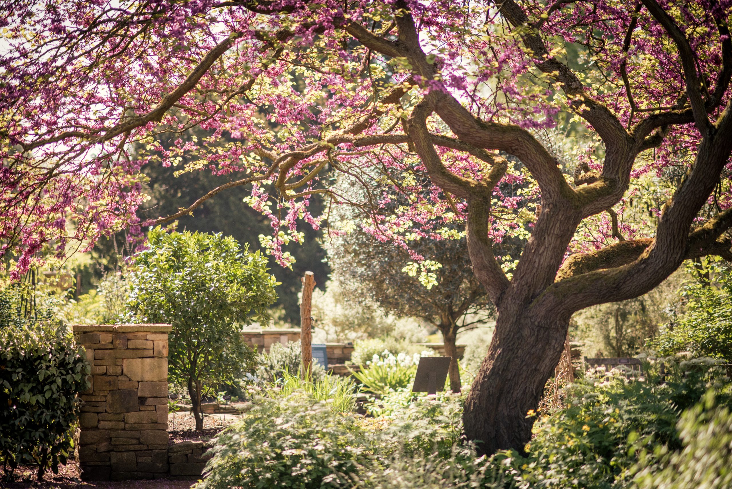 Chelsea Physic Garden