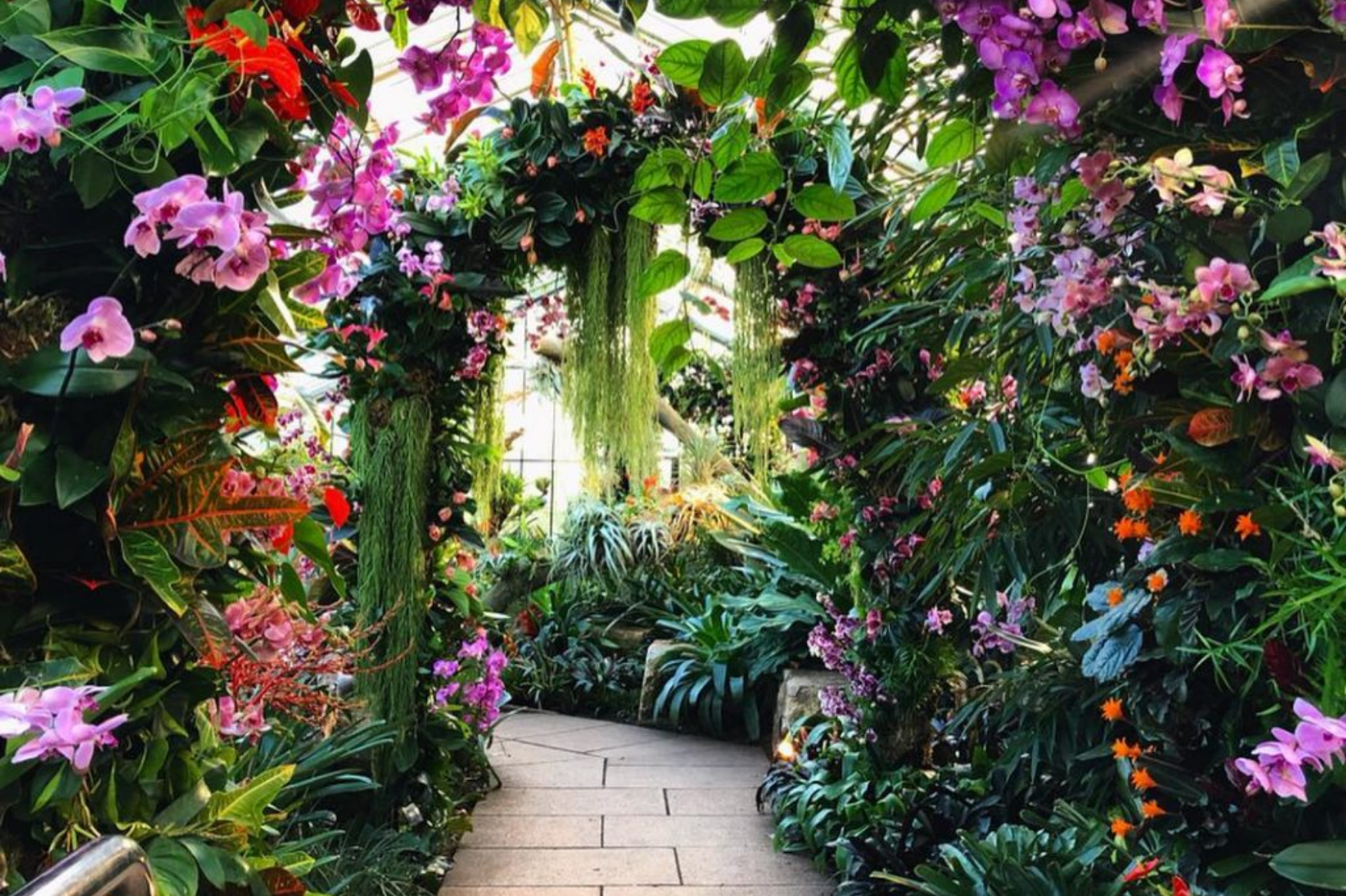 Kew Gardens Orchid Festival